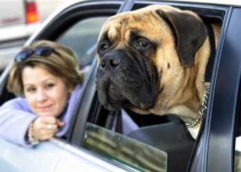 Британці відмовляються від автомобілів