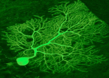 Новий флуоресцентний білок дозволяє побачити внутрішні органи «живими»