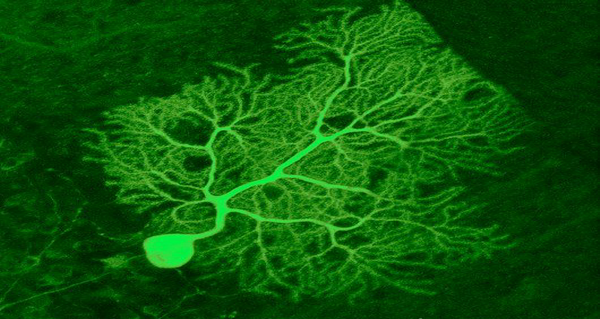 Новий флуоресцентний білок дозволяє побачити внутрішні органи «живими»