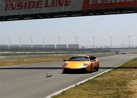 Білка проти Lamborghini