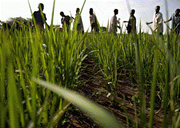 Продовольство: запасів зерна в світі залишилося всього на 116 днів