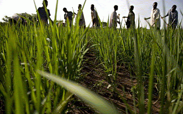 Продовольство: запасів зерна в світі залишилося всього на 116 днів