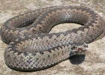 Запоріжжя атакують гадюки