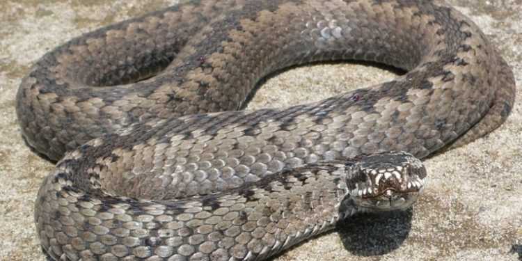 Запоріжжя атакують гадюки