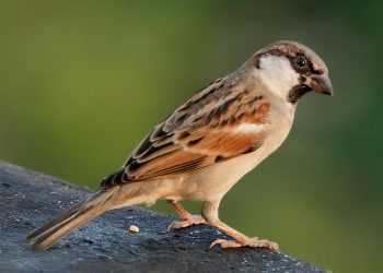 Пташиний послід швидко руйнує фарбу на автомобілі