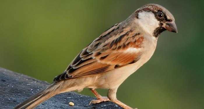 Пташиний послід швидко руйнує фарбу на автомобілі