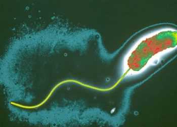 Знову Маріуполь. Знов холера