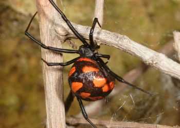 Отруйні павуки відкрили сезон полювання на українців