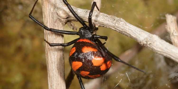 Отруйні павуки відкрили сезон полювання на українців