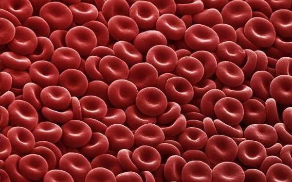 Гризуна вперше вилікували від гемофілії за допомогою генної корекції