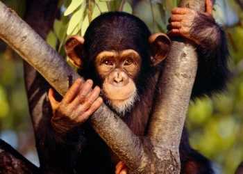 Макака в джунглях Індонзеіі вкрала у англійця камеру і зняла себе на фото