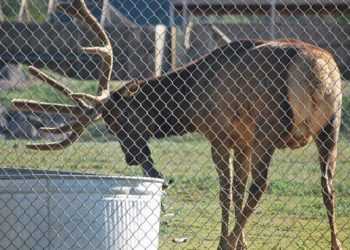 Олень кинувся на порятунок потопаючого бабака