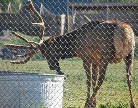 Олень кинувся на порятунок потопаючого бабака