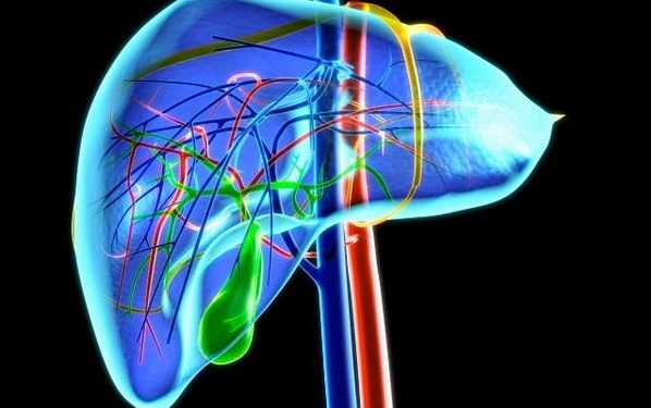 Рак печінки пов'язаний з чоловічими статевими гормонами