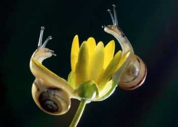 Равлики потрапляють на нові землі в пташиних шлунках