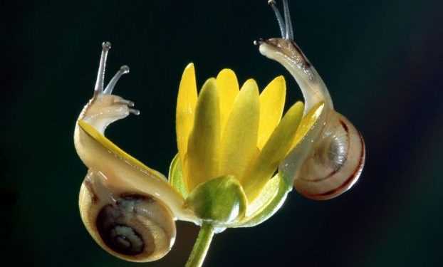 Равлики потрапляють на нові землі в пташиних шлунках