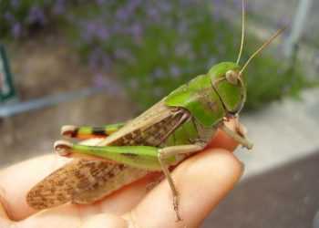 Економіка. У Криму нашестя сарани