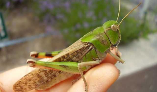 Економіка. У Криму нашестя сарани