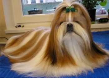 Господар знайшов собаку через сім років після зникнення