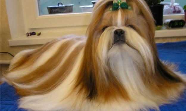 Господар знайшов собаку через сім років після зникнення