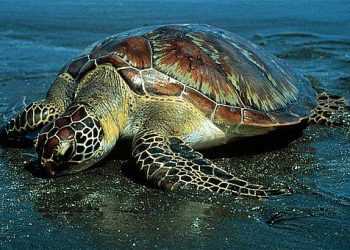 У черепах і ящірок спільний предок