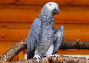 Папугу кожен раз нудить через присутність ... господаря!