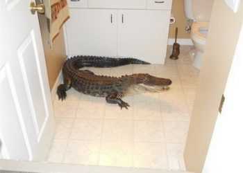 Американка виявила у себе в спальні двометрового алігатора