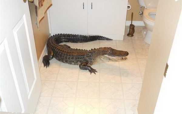 Американка виявила у себе в спальні двометрового алігатора