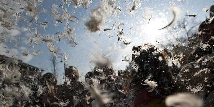 Фотограф змусив битися подушками 800 оголених людей