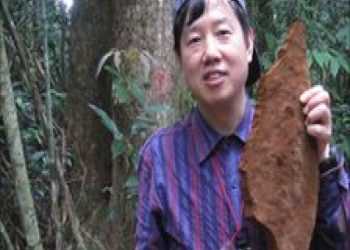 У Китаї виявлено найбільший гриб