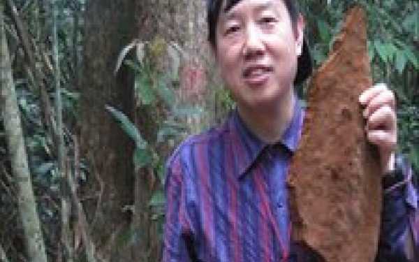 У Китаї виявлено найбільший гриб