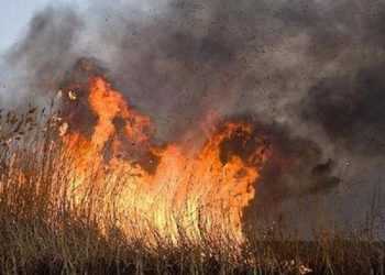 На Херсонщині горів заповідник