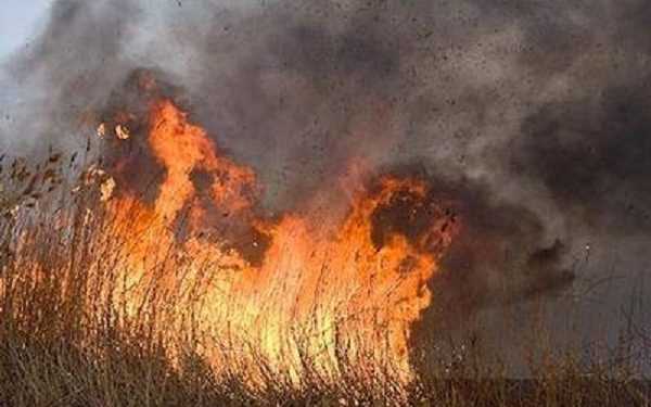 На Херсонщині горів заповідник