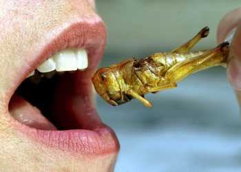 Комахи замість звичного м'яса