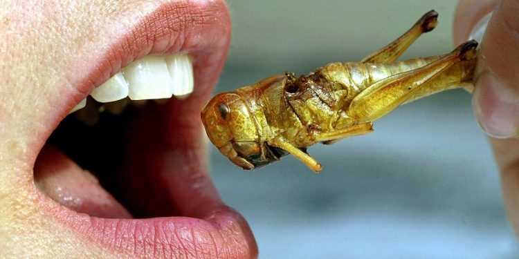 Комахи замість звичного м'яса