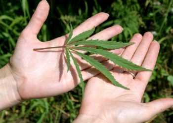 У Криму підприємець виростив 72 000 кущів конопель