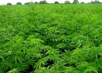 Донецьк: рекорднаплантація конопель