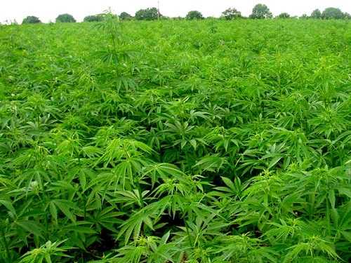 Донецьк: рекорднаплантація конопель