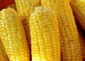 Рекордний урожай кукурудзи може стати для аграріїв проблемою