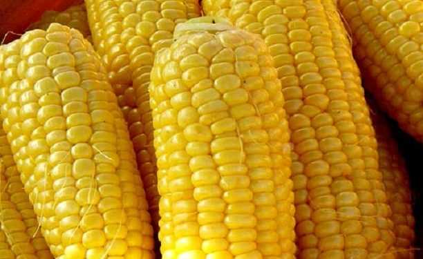 Рекордний урожай кукурудзи може стати для аграріїв проблемою