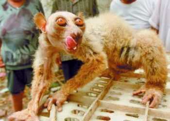 «Інопланетна істота» крала огірки у китайців