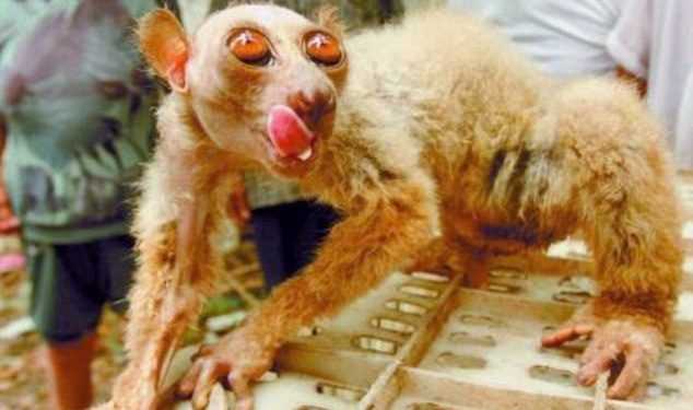 «Інопланетна істота» крала огірки у китайців