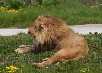 Українець має намір прожити 35 днів в клітці з левами