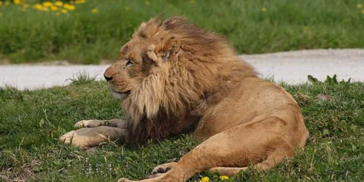 Українець має намір прожити 35 днів в клітці з левами