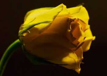 У Києві орудує маніяк: на місці злочину він залишає жовту квітку