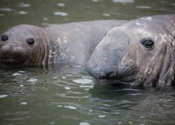 Серед морських слоних з'явилися феміністки