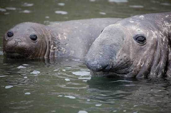 Серед морських слоних з'явилися феміністки