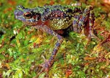 На острові Малайського архіпелагу знайдені райдужні жаби