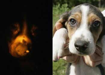 Корейські генетики показали світові собаку, яка світиться