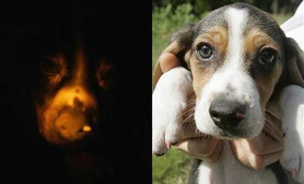 Корейські генетики показали світові собаку, яка світиться